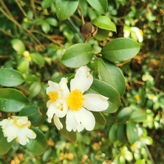 Camellia brevistyla