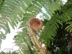 Cyatheales