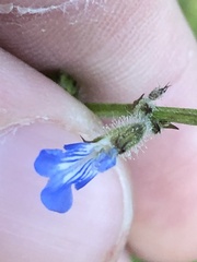 Salvia misella