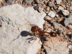 Pogonomyrmex californicus