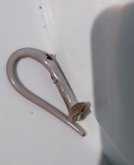 Ophiodes vertebralis