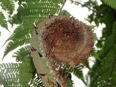 Cyatheales