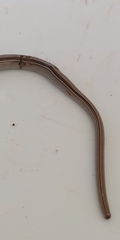 Ophiodes vertebralis
