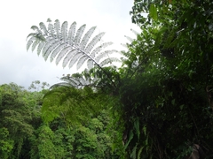 Cyatheales