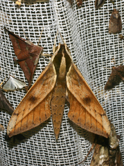 Xylophanes amadis