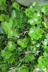 Ranunculus crassipes
