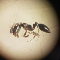 Monomorium carbonarium