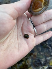 Testudinalia testudinalis