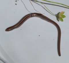 Ophiodes vertebralis