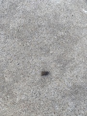Sphenophorus coesifrons