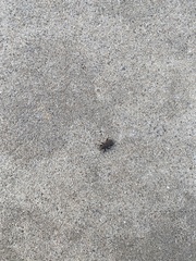 Sphenophorus coesifrons