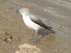 Muscisaxicola rufivertex