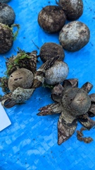 Astraeus hygrometricus