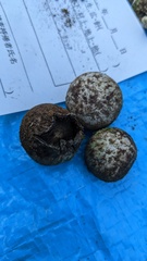 Astraeus hygrometricus