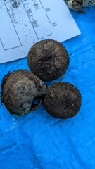 Astraeus hygrometricus