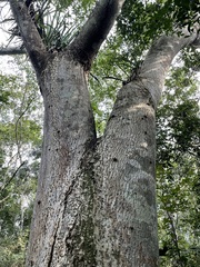 Ceiba