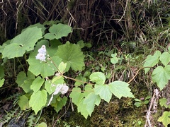 Eriocapitella vitifolia