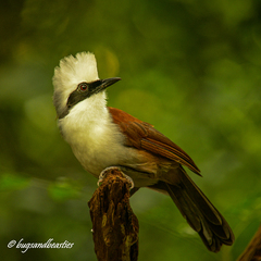 Garrulax leucolophus