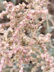 Atriplex halimus