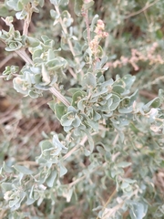 Atriplex halimus