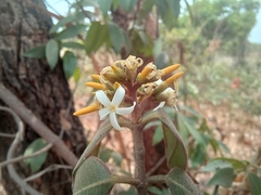 Landolphia parvifolia