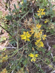 Listia bainesii