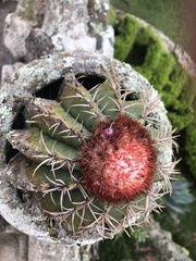 Melocactus