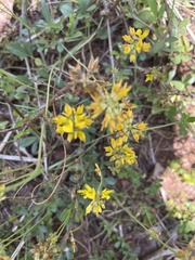 Listia bainesii