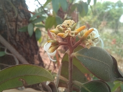 Landolphia parvifolia
