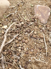 Oryctolagus cuniculus