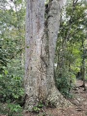 Ceiba