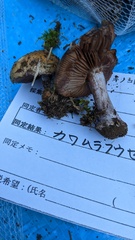 Thaxterogaster purpurascens