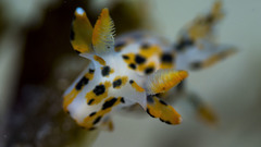 Thecacera pennigera