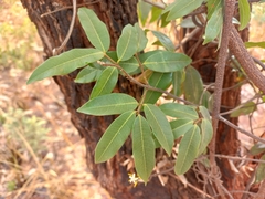 Landolphia parvifolia