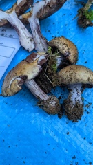 Thaxterogaster purpurascens