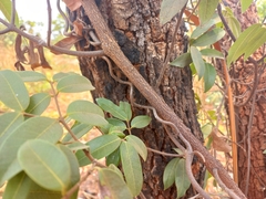 Landolphia parvifolia