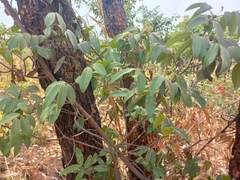 Landolphia parvifolia