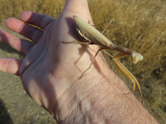 Mantis religiosa