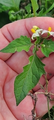 Solanum villosum