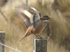 Cinclodes olrogi