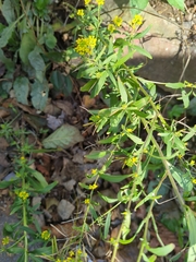 Erysimum cheiranthoides