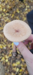Lactarius glyciosmus