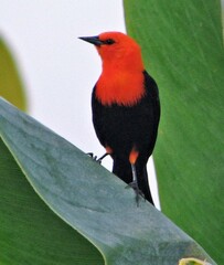 Amblyramphus holosericeus