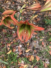 Hippeastrum glaucescens