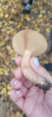 Lactarius glyciosmus