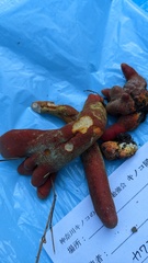 Trichoderma cornu-damae