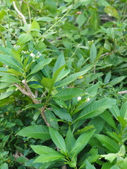 Rauvolfia verticillata