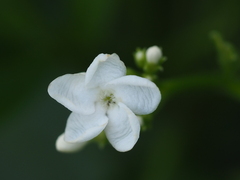 Rauvolfia verticillata