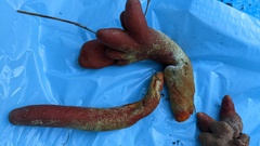 Trichoderma cornu-damae