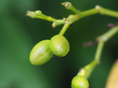 Rauvolfia verticillata